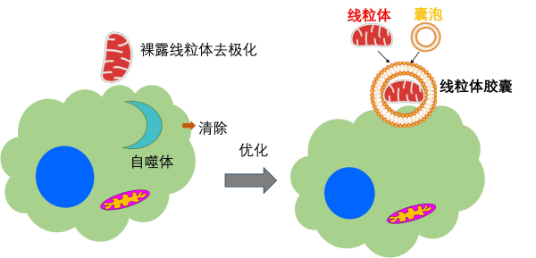 科学家破解线粒体移植难题