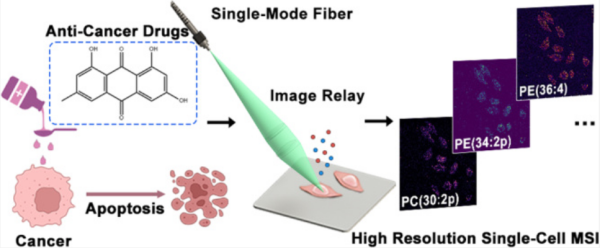 科研人员发展单细胞质谱成像解析细胞凋亡脂质异质性新方法