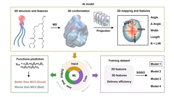 科学家实现mRNA体内精准靶向递送