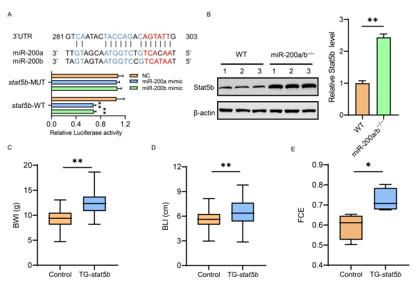 研究揭示鱼类速生和高饲料转化率性状耦合机制