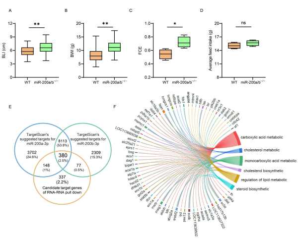 研究揭示鱼类速生和高饲料转化率性状耦合机制