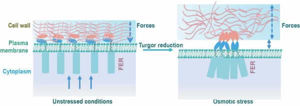 植物膨压感知机制研究获进展