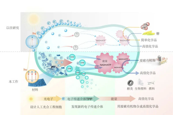 科学家构建人工光合工程细胞