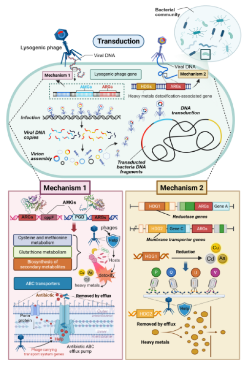 研究发现噬菌体促进宿主适应重金属胁迫驱动抗性基因传播