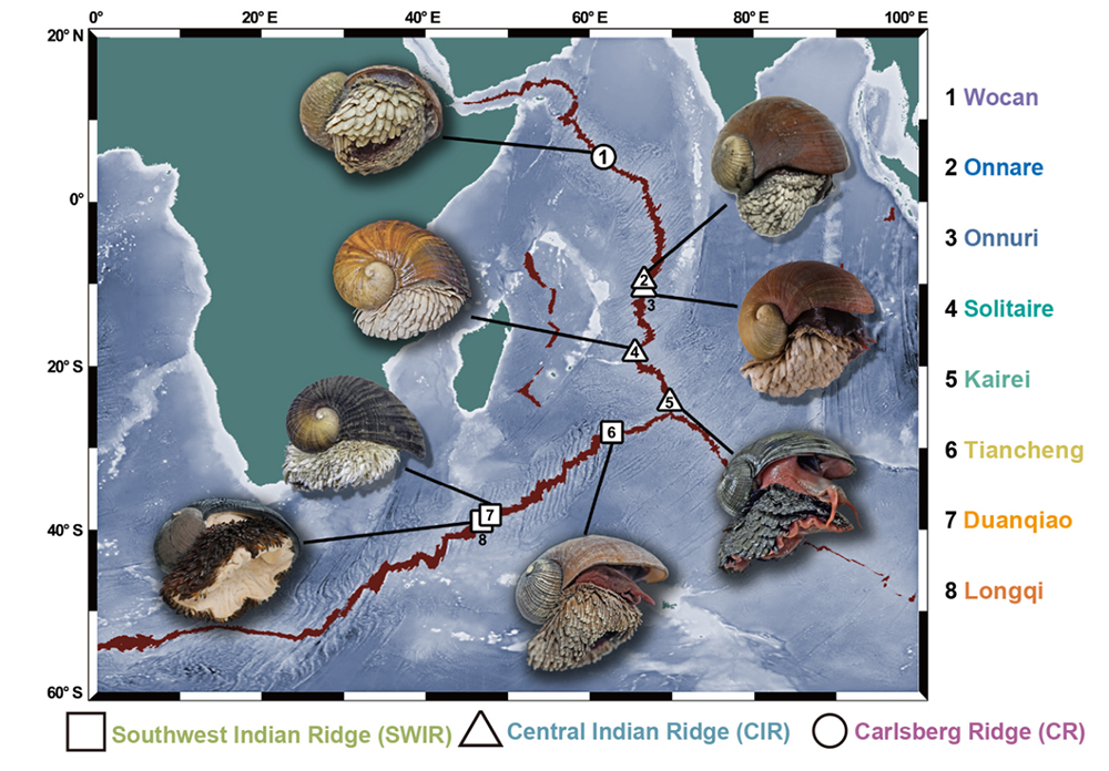 中国海洋大学在印度洋深海热液鳞足螺种群扩散研究中取得新进展