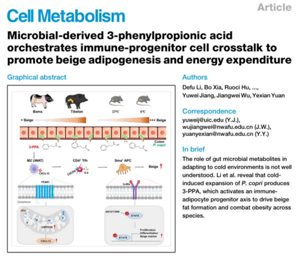 西北农林科技大学（816）动科学院肌肉生物学与生猪遗传改良创新团队揭示肠道菌群代谢物3-PPA通过肠道-免疫-脂肪祖细胞互作驱动米色脂肪生成和能量消耗的分子机制
