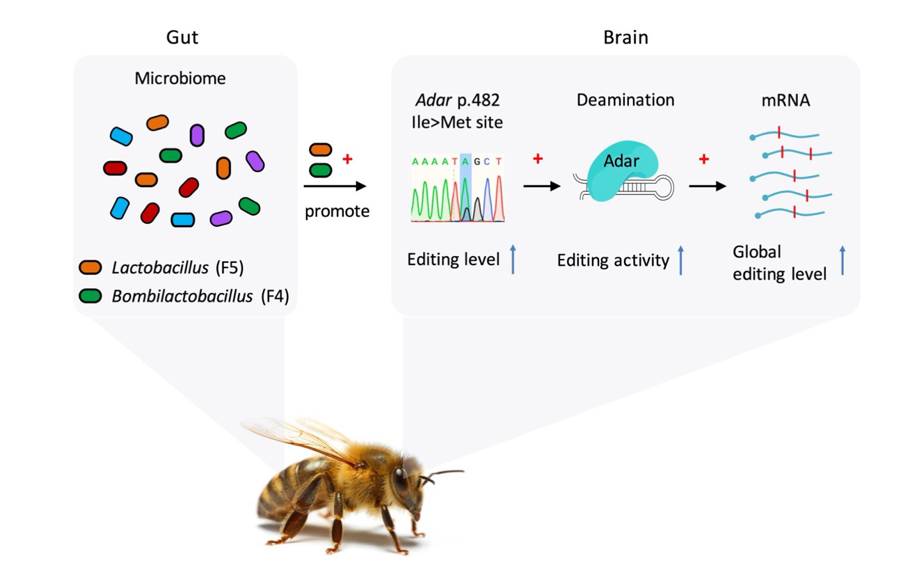 中国农业大学植保学院罗诗琦、段元格合作揭示蜜蜂肠道菌调控宿主A-to-I RNA编辑