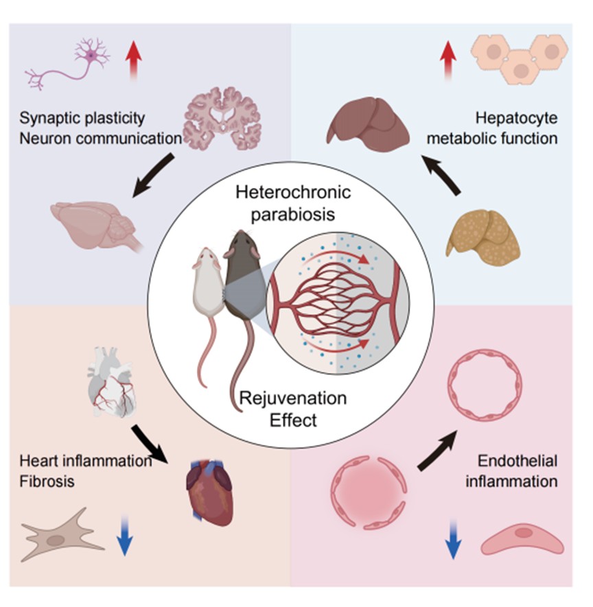北京大学生命科学学院陶伟团队系列研究多维度揭示衰老调控新机制：从机制解析到干预策略