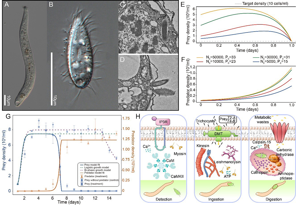 中国海洋大学在海洋纤毛虫的捕食动力学及生物防控潜力方面取得新进展