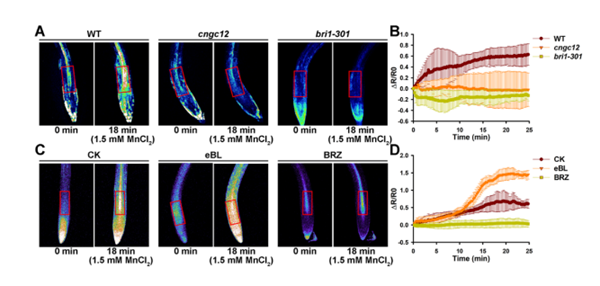 西北农林科技大学（819）生命科学学院王存教授团队揭示植物应对高锰胁迫的分子机制