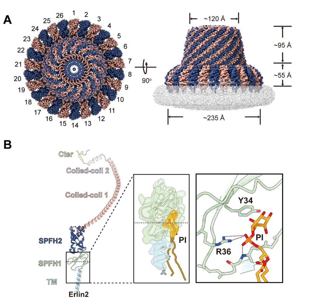 北京大学高宁、陈晓伟和宋晨团队合作报道Erlin1/2在内质网膜上组织功能性膜微域的分子机制
