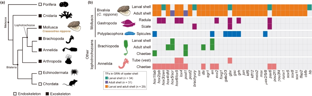 中国海洋大学在生物矿化骨骼的起源与演化领域取得新进展