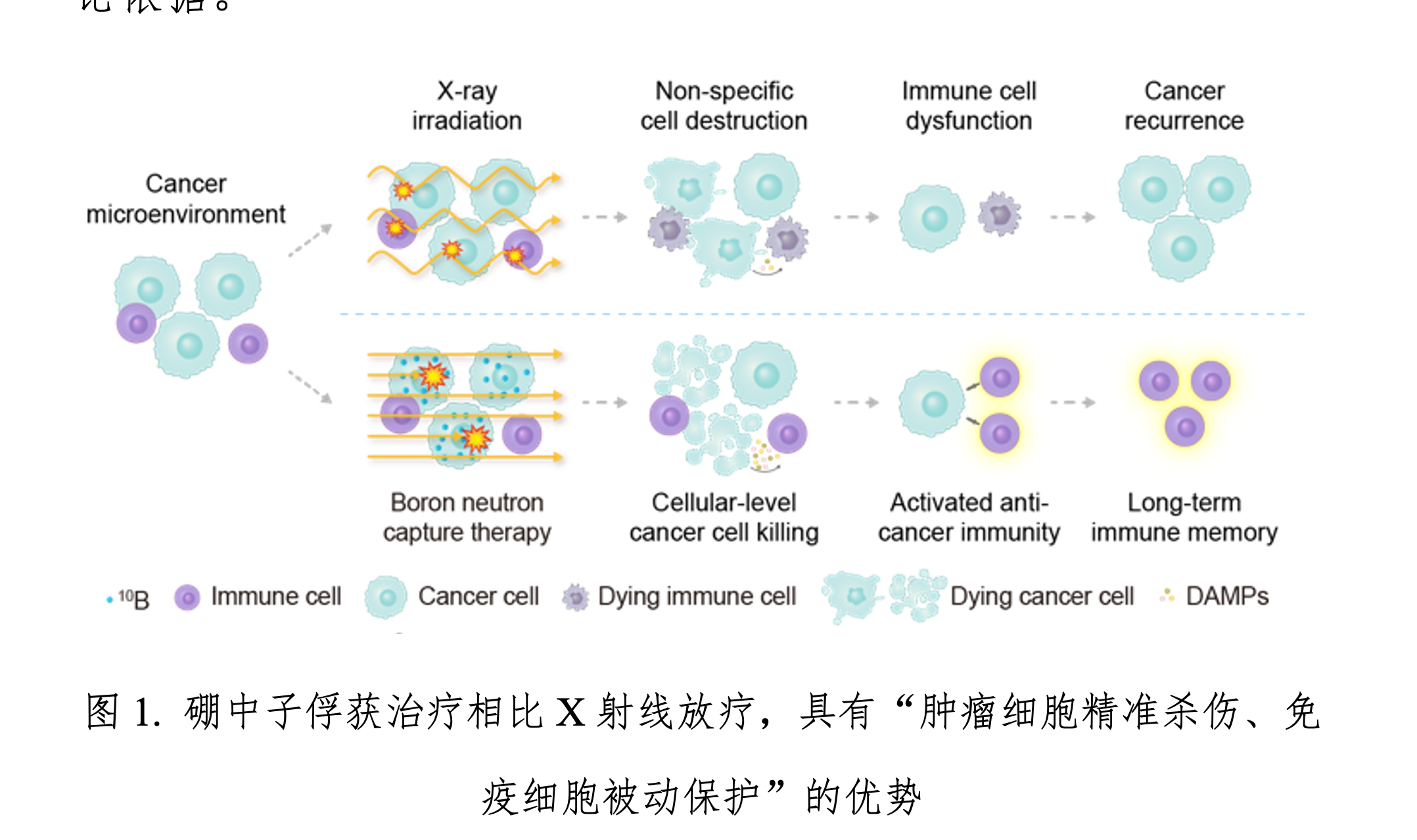 北京大学化学与分子工程学院刘志博团队与合作者揭示BNCT独特抗肿瘤免疫效应