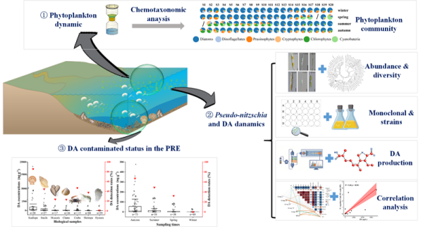 研究揭示珠江口软骨藻酸生物来源与多营养级风险