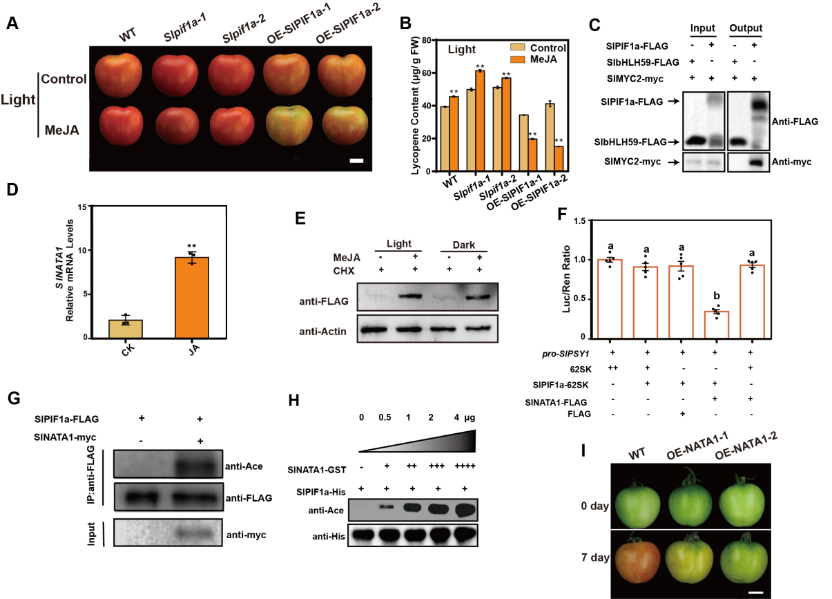 中国农业大学园艺学院郭仰东、张娜团队揭示光信号与茉莉酸信号交互调控番茄红素合成的分子机制