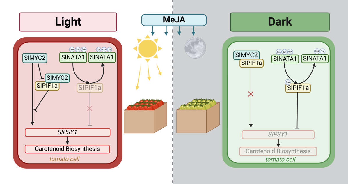 中国农业大学园艺学院郭仰东、张娜团队揭示光信号与茉莉酸信号交互调控番茄红素合成的分子机制