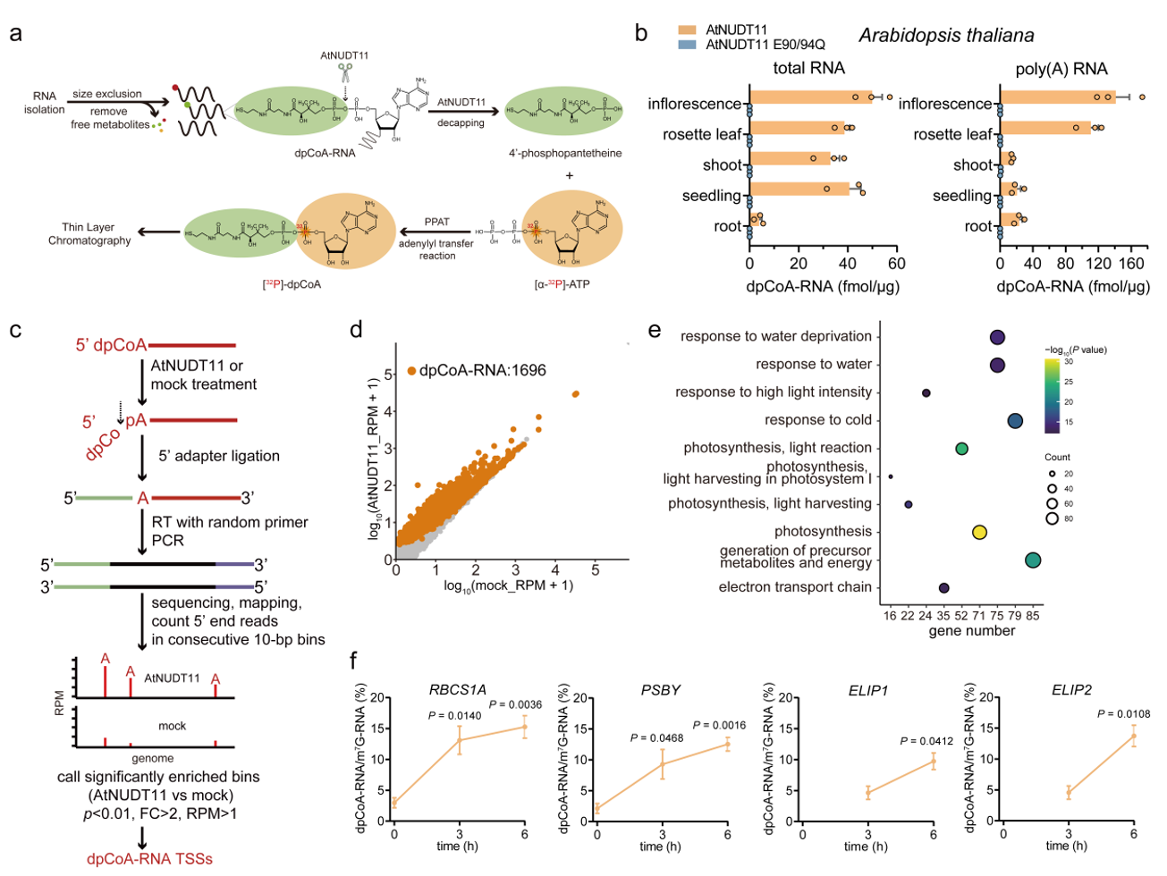 北京大学生命科学学院陈雪梅教授课题组揭示新型RNA帽子修饰的跨物种分布与动态调控