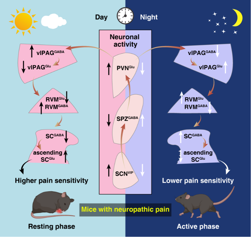 中国科学技术大学团队揭示疼痛昼夜差异的神经机制