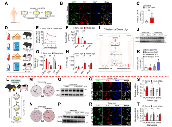 西北农林科技大学（816）动科学院肌肉生物学与生猪遗传改良创新团队揭示肠道菌群代谢物3-PPA通过肠道-免疫-脂肪祖细胞互作驱动米色脂肪生成和能量消耗的分子机制