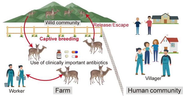 西北农林科技大学(826)资环学院谷洁/钱勋教授团队揭示特种动物圈养繁殖引发的耐药健康风险