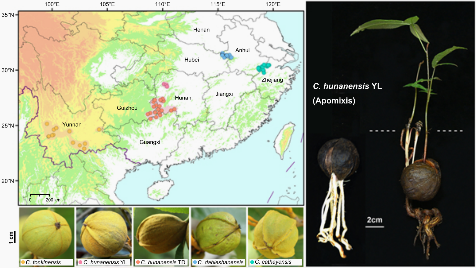 北京师范大学生命科学学院核桃团队近期取得系列进展：从栽培核桃驯化起源到山核桃无融合生殖机制，再到“幽灵渐渗”检测新框架