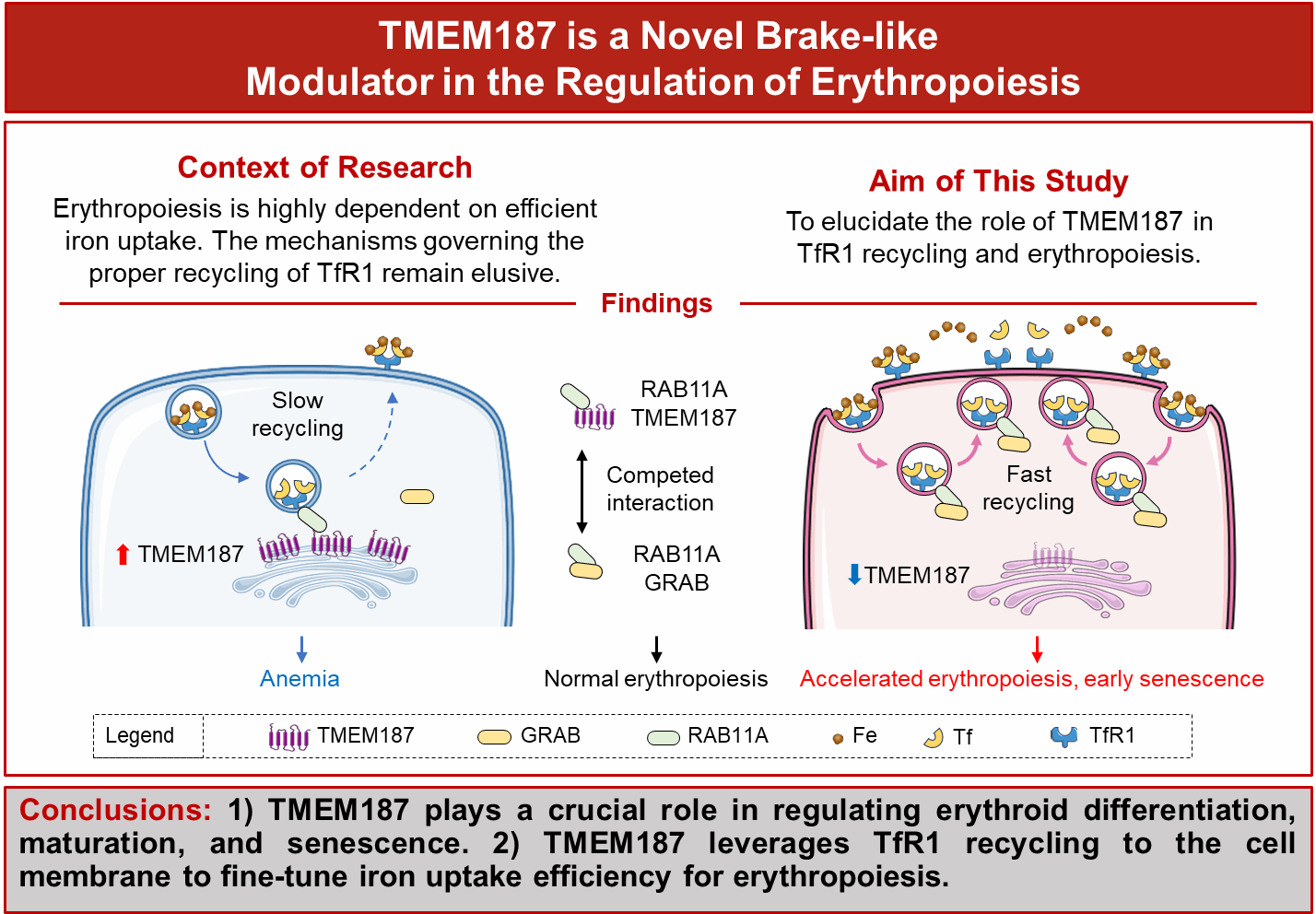 南京大学南京大学医学院李宽钰团队解析TMEM187作为“刹车”调节子维系红细胞的分化成熟及衰老进程