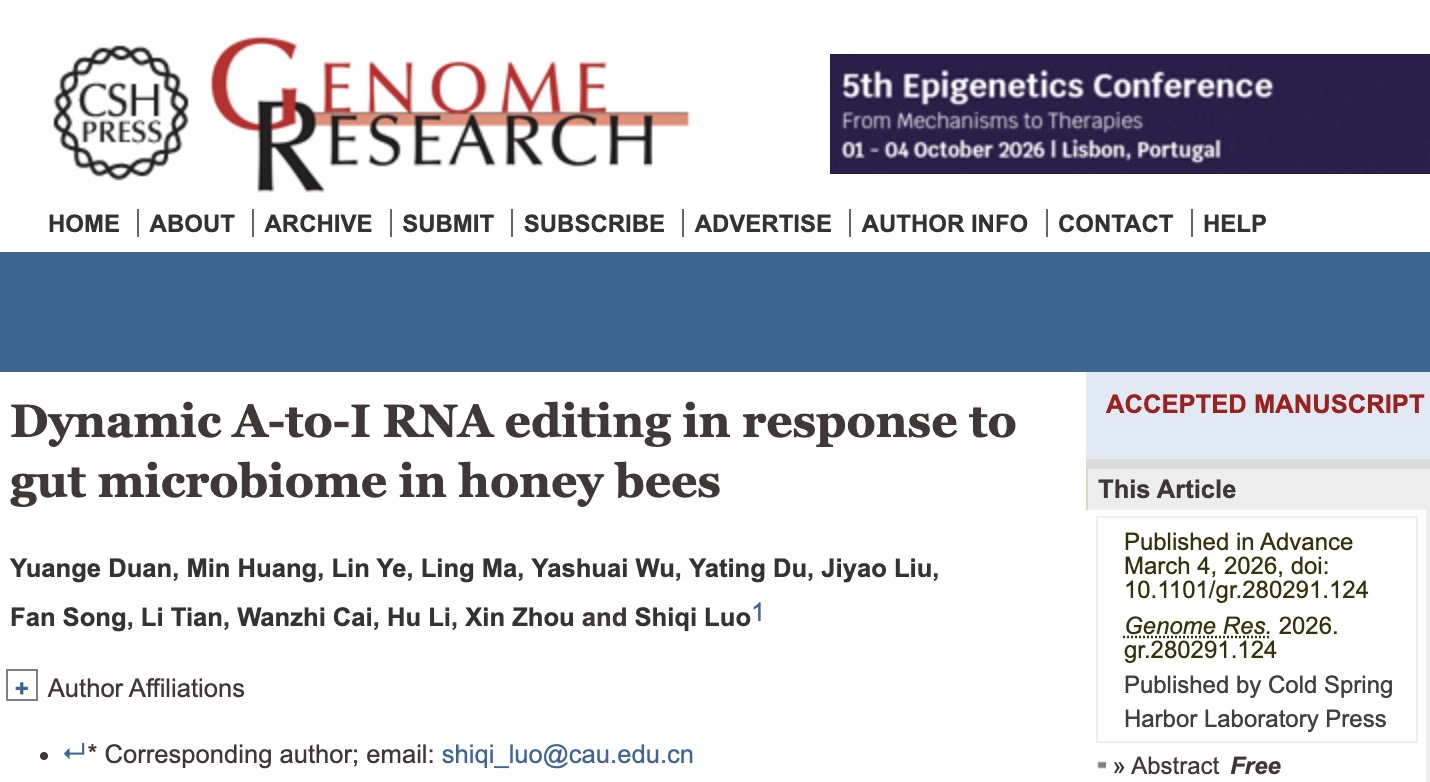中国农业大学植保学院罗诗琦、段元格合作揭示蜜蜂肠道菌调控宿主A-to-I RNA编辑