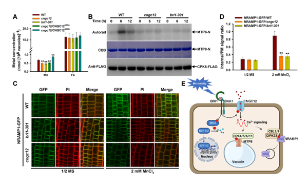 西北农林科技大学（819）生命科学学院王存教授团队揭示植物应对高锰胁迫的分子机制