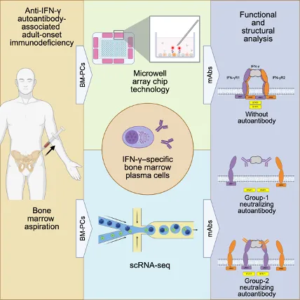 清华大学基础医学院张林琦课题组合作揭示抗IFN-γ自身抗体功能机制