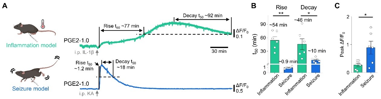 北京大学生命科学学院李毓龙实验室开发新型荧光探针，解码前列腺素E2在炎症与癫痫状态下的时空动态差异