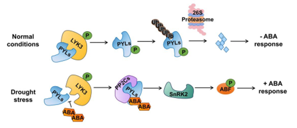 西北农林科技大学（799）园艺学院苹果抗逆与品质改良创新团队马锋旺教授/刘长海教授课题组发现免疫受体激酶MdLYK3参与调控苹果抗旱性