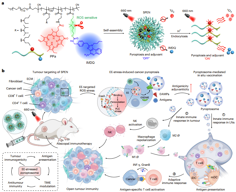 北京大学药学院汪贻广、张强、陈斌龙团队开发基于焦亡的个性化癌症免疫治疗新策略