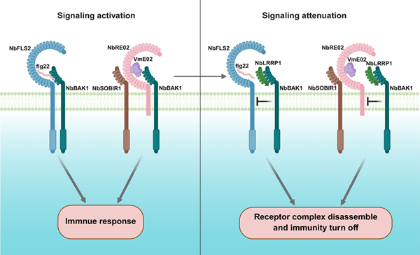 西北农林科技大学（811）植保学院果树病害致灾机理及综合防控团队在植物免疫调控研究中取得新进展