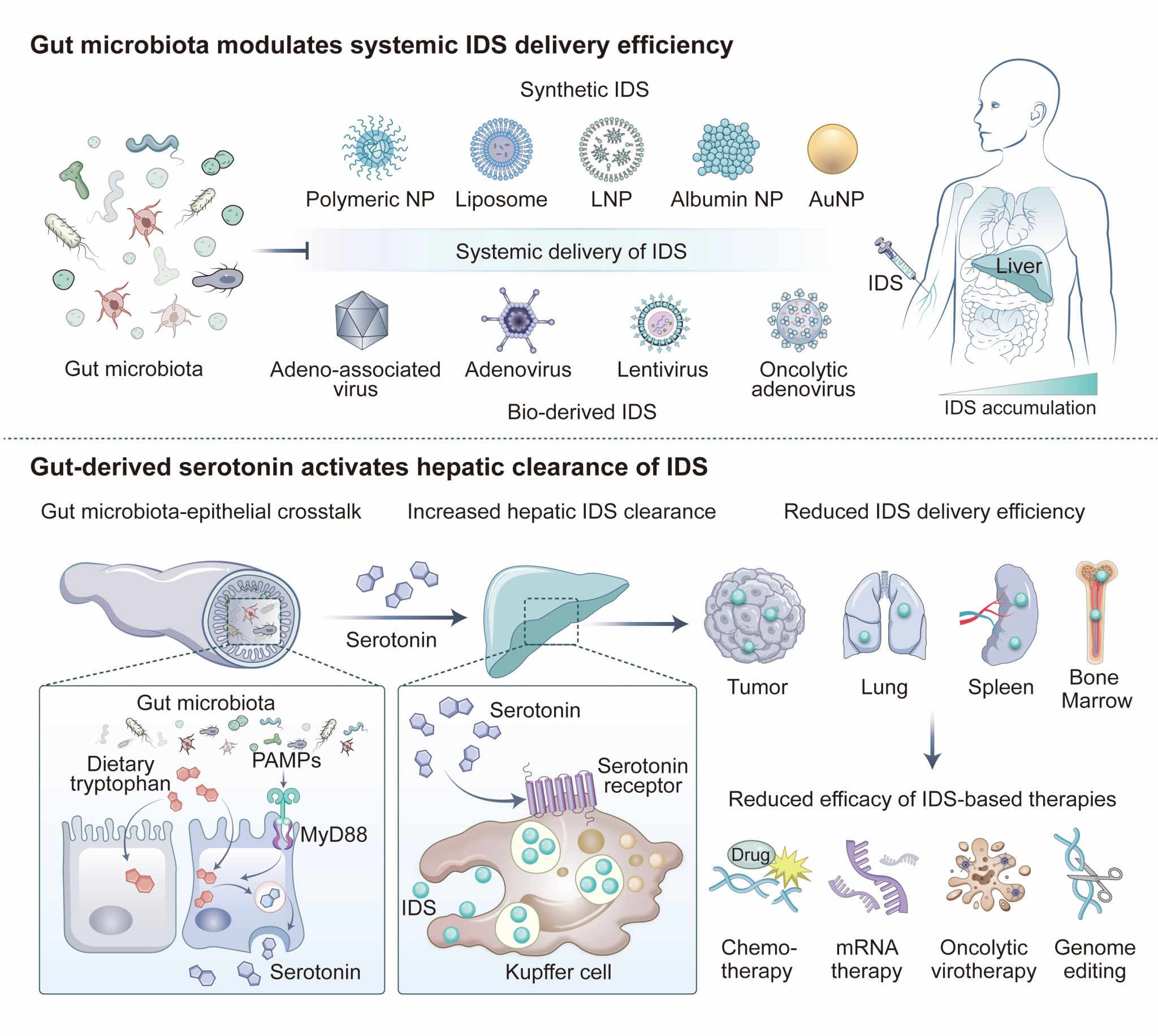 突破体内药物递送瓶颈！中国科大揭示肝脏清除递送系统的底层机制