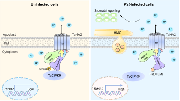 西北农林科技大学（814）康振生院士/张新梅副教授团队在《Plant Cell》发文揭示条锈菌操纵寄主质外体酸碱平衡促进侵染的分子机制
