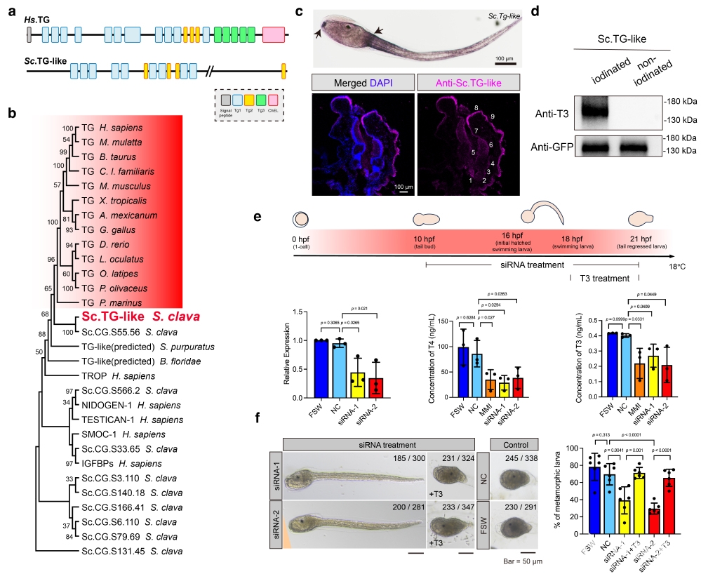中国海洋大学在甲状腺激素内分泌系统的起源与演化领域取得新进展