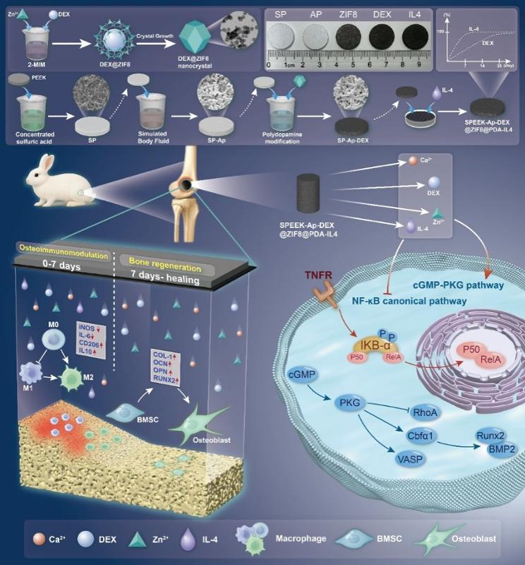西安交大二附院杨佩教授/马瑞副研究员团队发表医工交叉创新成果 解决骨科植入物骨整合难题