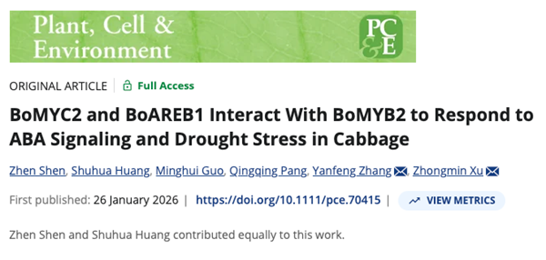 西北农林科技大学(829)园艺学院“十字花科蔬菜作物遗传改良与生物技术创新团队”许忠民研究员课题组揭示MYB转录因子调控结球甘蓝抗旱性的分子机制