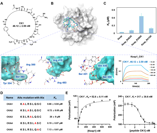 西北农林科技大学（812）天然产物化学生物学及高值利用团队高锦明教授在活性大环环肽的多样化发现方面取得新进展