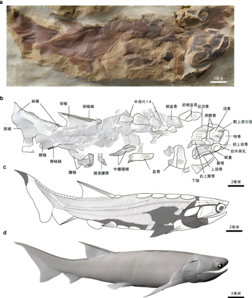 志留纪硬骨鱼类研究填补“从鱼到人”早期演化空白