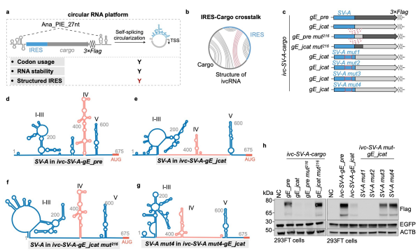环形RNA翻译效率调控研究获进展