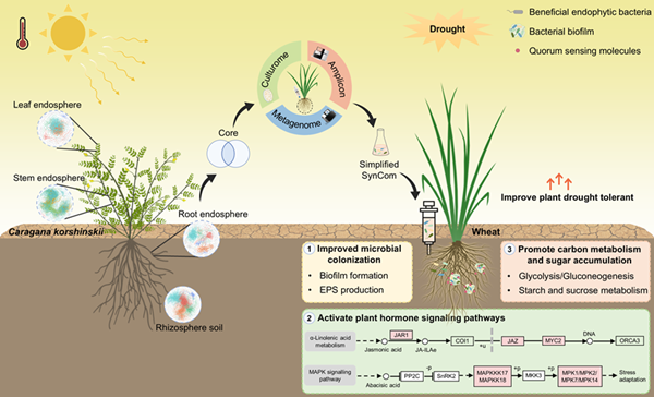 西北农林科技大学(820)生命科学学院沈锡辉教授团队揭示荒漠植物微生物赋能作物抗旱的新机制