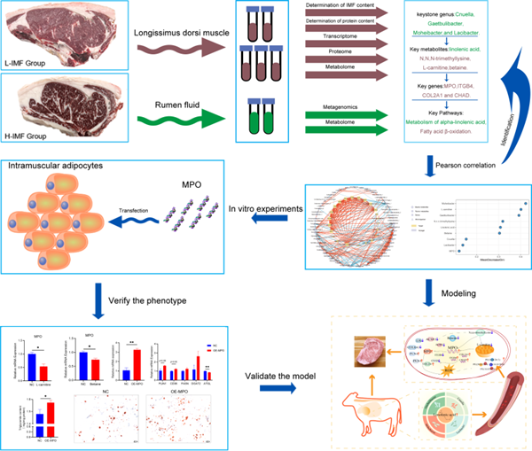 西北农林科技大学（806）动科昝林森教授团队在瘤胃微生物与宿主基因协同调控肉牛肌内脂肪沉积机制解析方面取得新进展