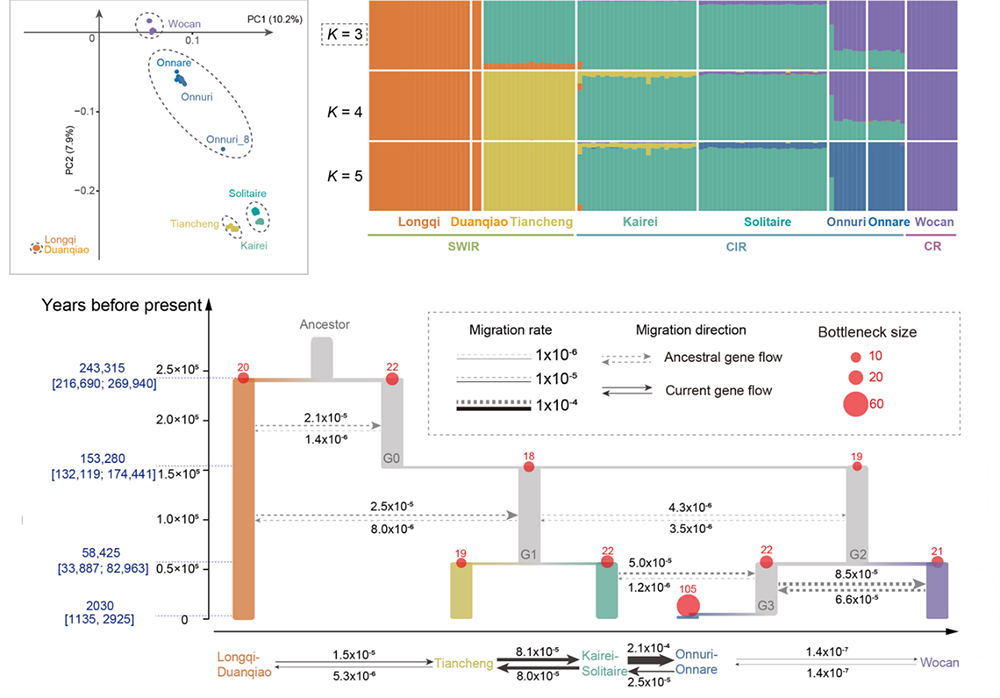 中国海洋大学在印度洋深海热液鳞足螺种群扩散研究中取得新进展