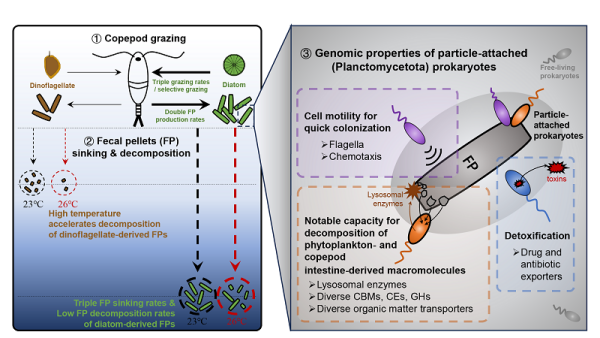 海洋生物碳泵研究取得进展