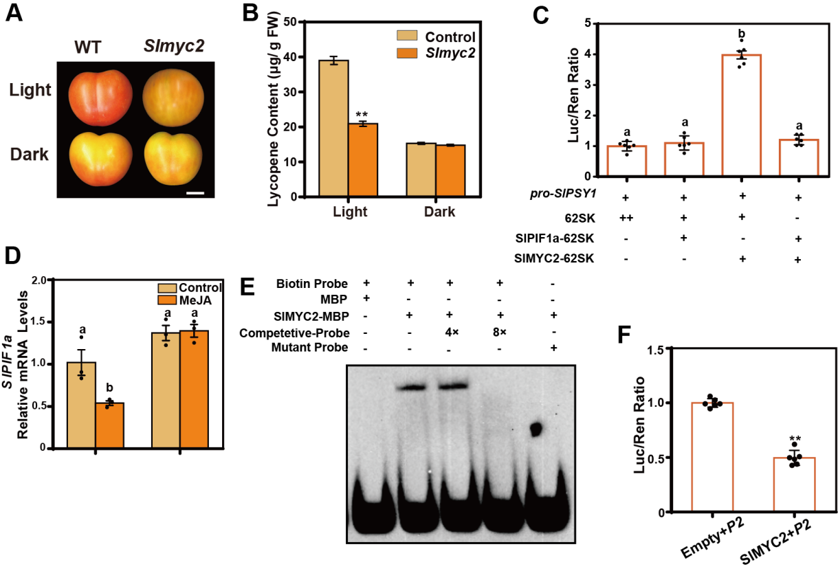 中国农业大学园艺学院郭仰东、张娜团队揭示光信号与茉莉酸信号交互调控番茄红素合成的分子机制