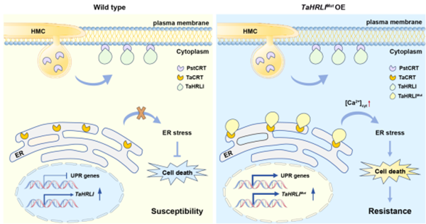 西北农林科技大学（815）康振生教授/张新梅副教授团队在《Current Biology》发文揭示条锈菌抑制寄主细胞坏死新机制