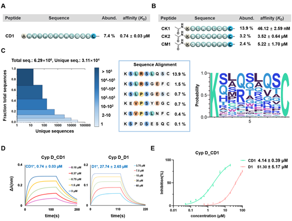 西北农林科技大学（812）天然产物化学生物学及高值利用团队高锦明教授在活性大环环肽的多样化发现方面取得新进展