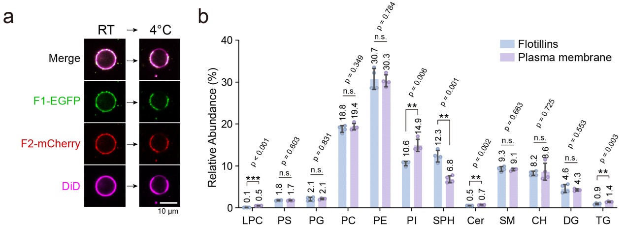 北京大学生命科学学院高宁/郭强团队合作解析SPFH家族蛋白Flotillin在细胞质膜上组织功能性膜微域的分子机制