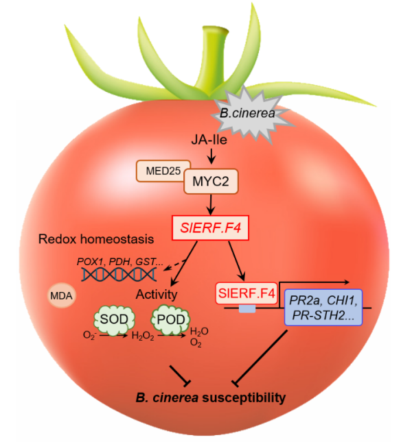番茄果实抗病研究获进展